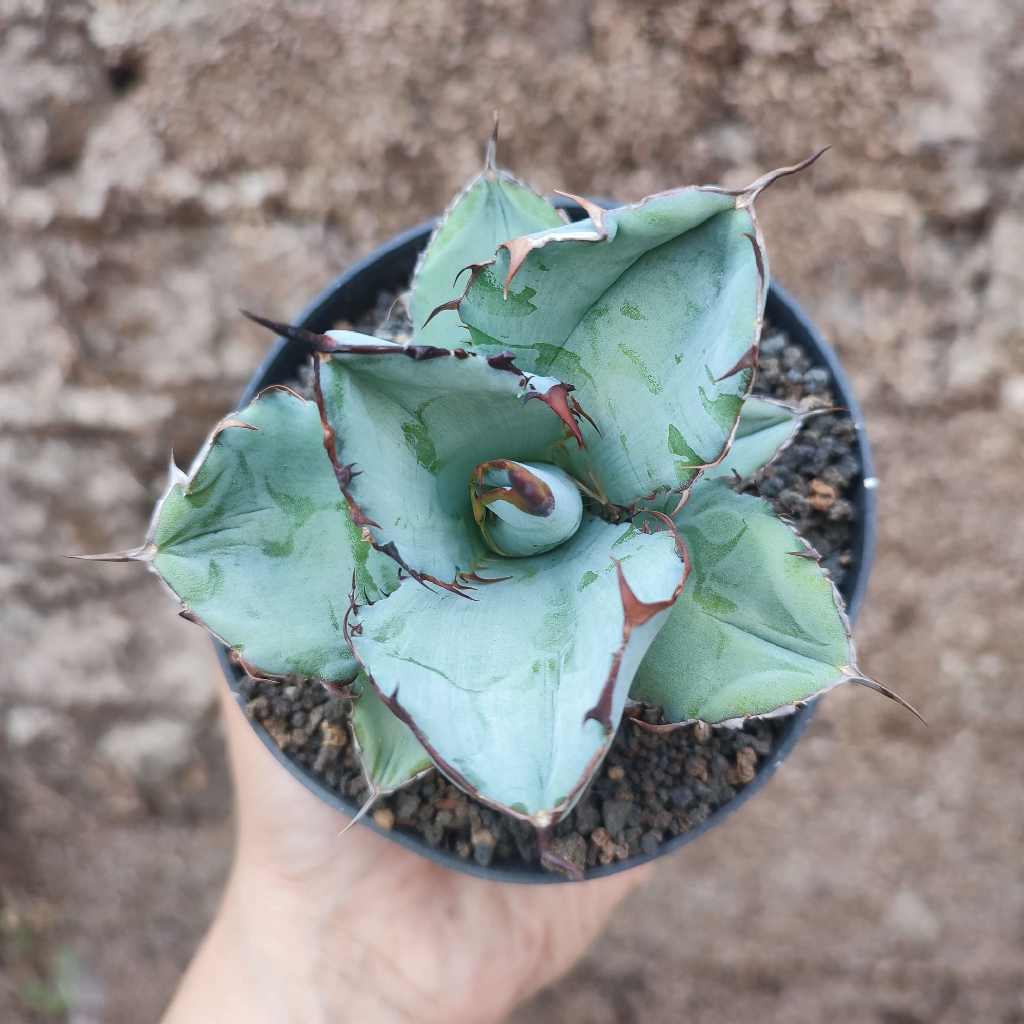 Agave Titanota Blue Whale | DP 10 Cm | Agave