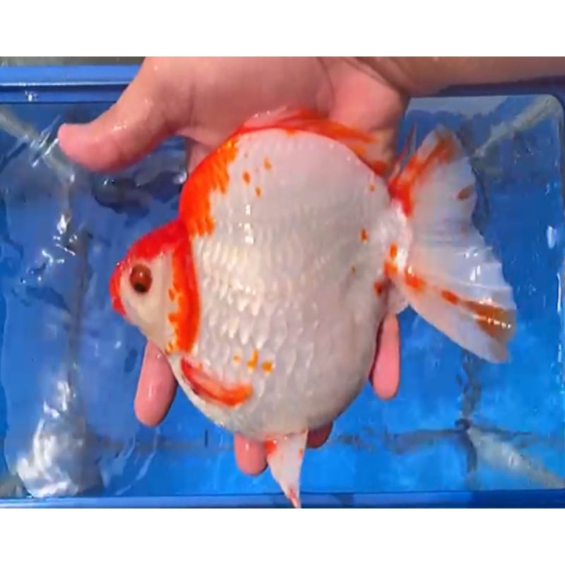 READY STOK RYUKIN Red White Grade Quality Gen Jumbo | Koki Ryukin