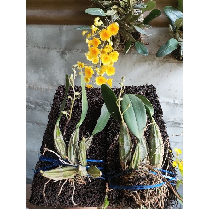Promo Dendrobium agregatum paket ekonomis