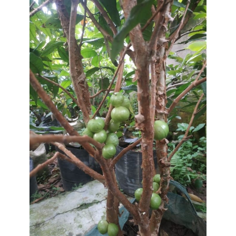 white jabo anggur pohon jenis putih