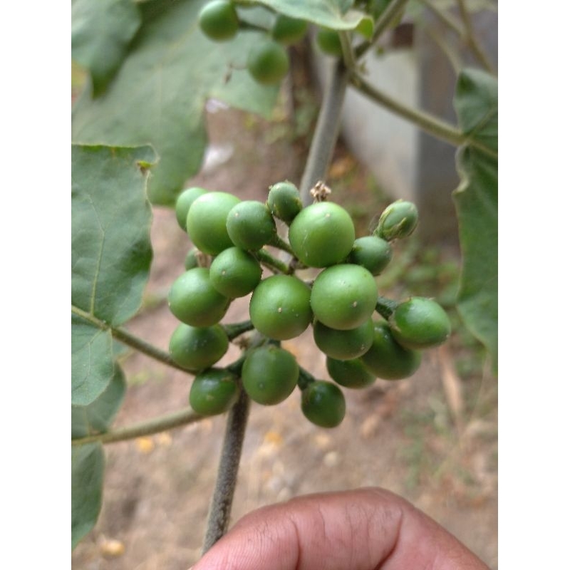 

TAKOKAK / CEPOKAK / POKAK petik segar