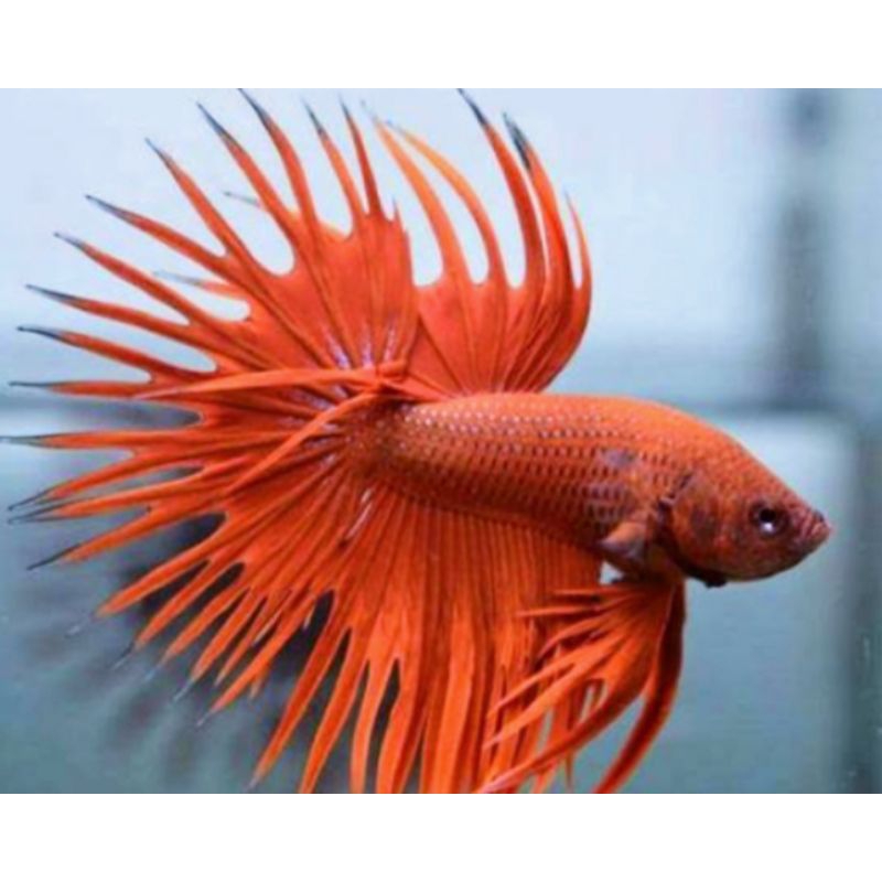 IKAN CUPANG SERIT/CROWNTAIL TOP GRADE