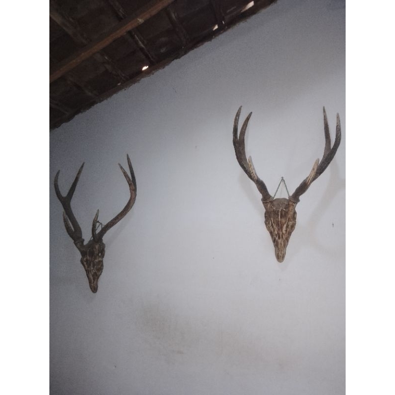 tengkorak kepala kijang 1 harga dapat 2 kepala