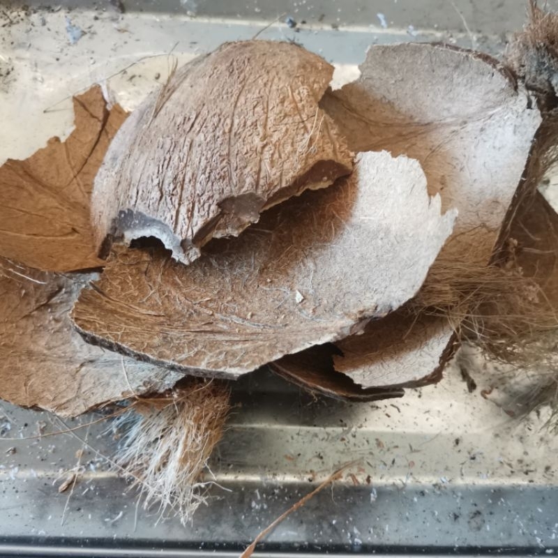 Tempurung Batok Kelapa 1kg/ batok kelapa cacah kering/ kualitas super murah