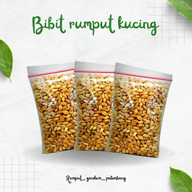 

bibit rumput gandum 1 bungkus