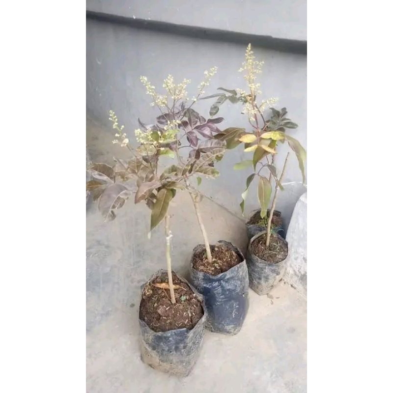 Bibit kelengkeng Merah Berbunga