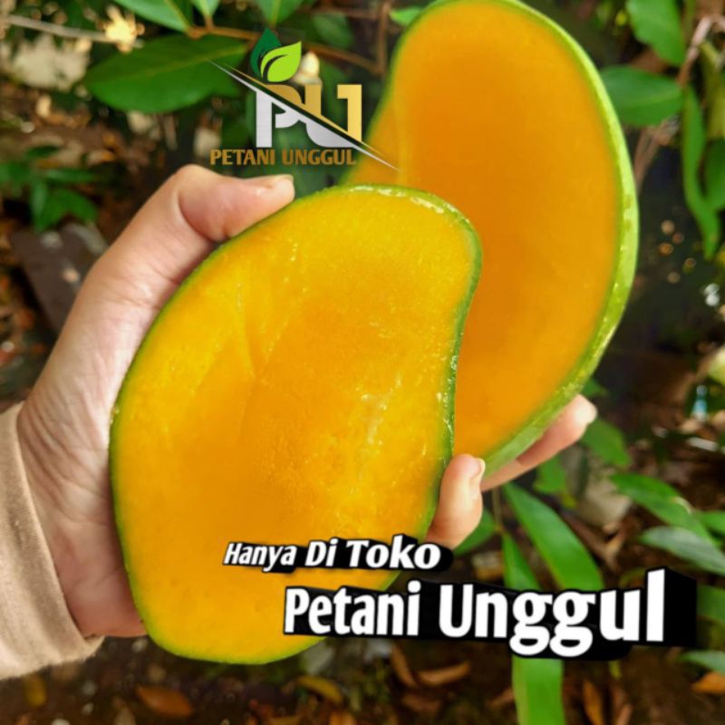 bibit jnis 76mangga hasil okulasi