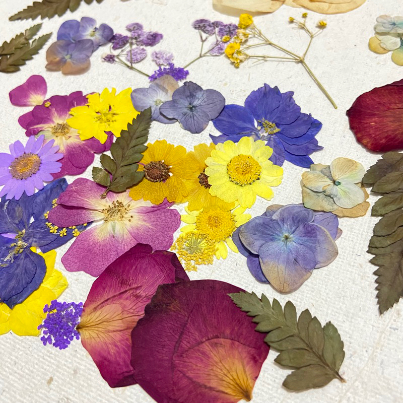 

Dried flower | dryflower | Bunga Kering | dried pressed flower | Pressed leaf | Daun Press | Daun kering | Bunga kering untuk resin | hiasan mahar | Pressed Hydrangea Flower | daisy flower | Hortensia | Oshibana