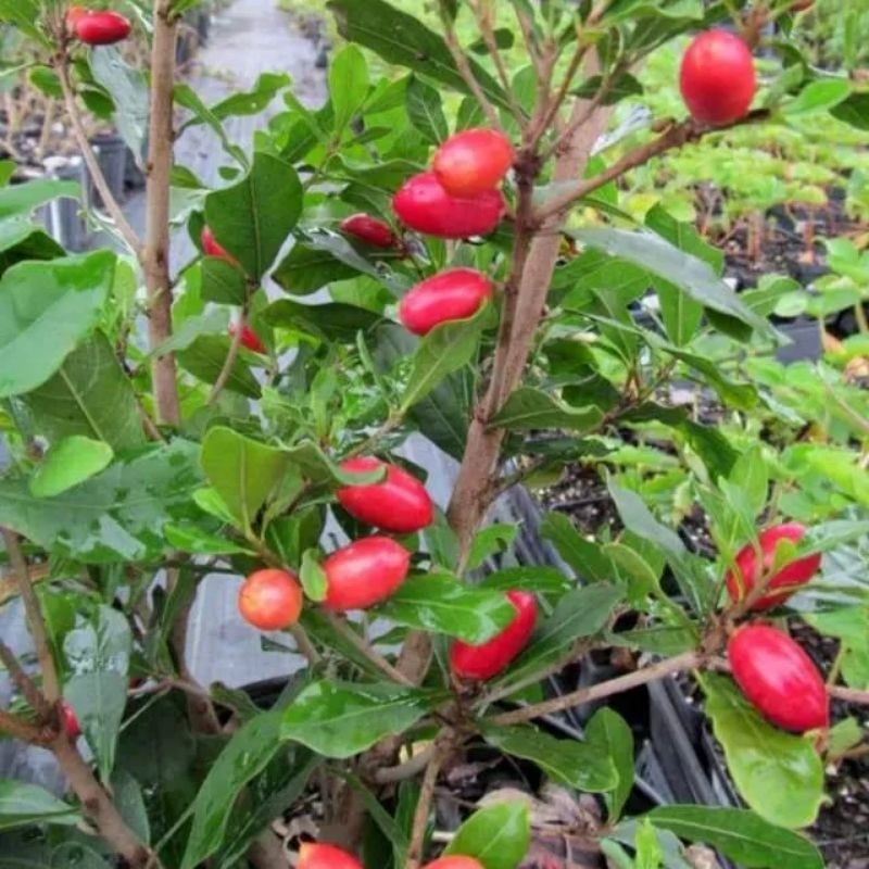 Bibit miracle fruit buah ajaib siap berbuah berbunga