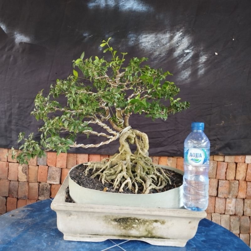 bonsai sakura micro