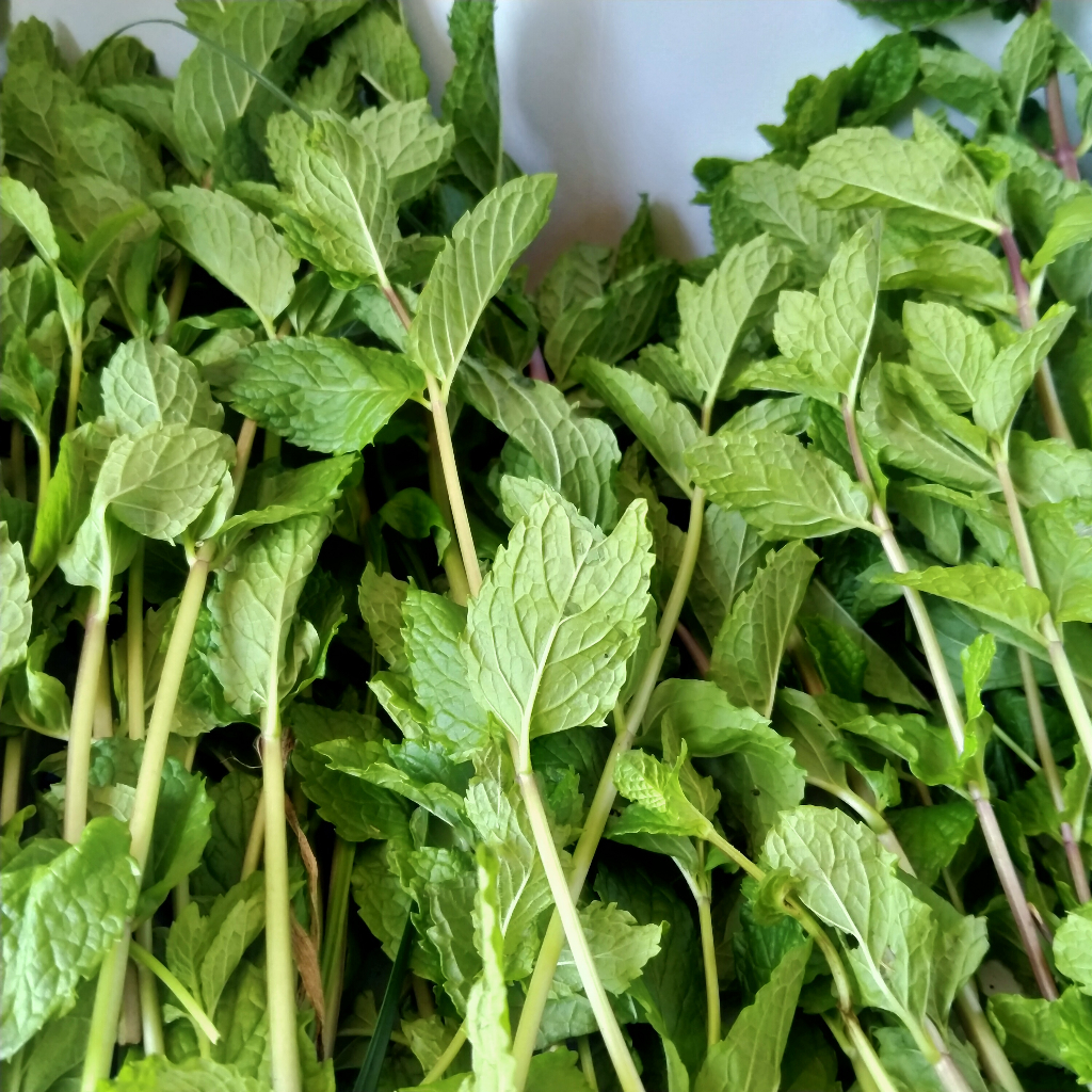 

jual daun mint 1 ons fesh