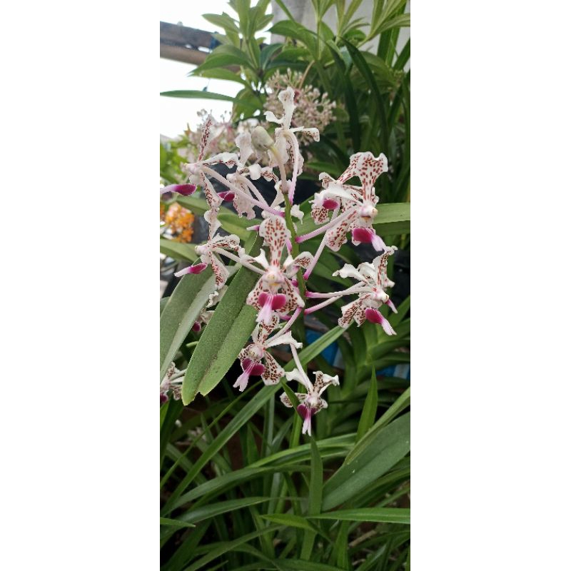 anggrek vanda tricolor