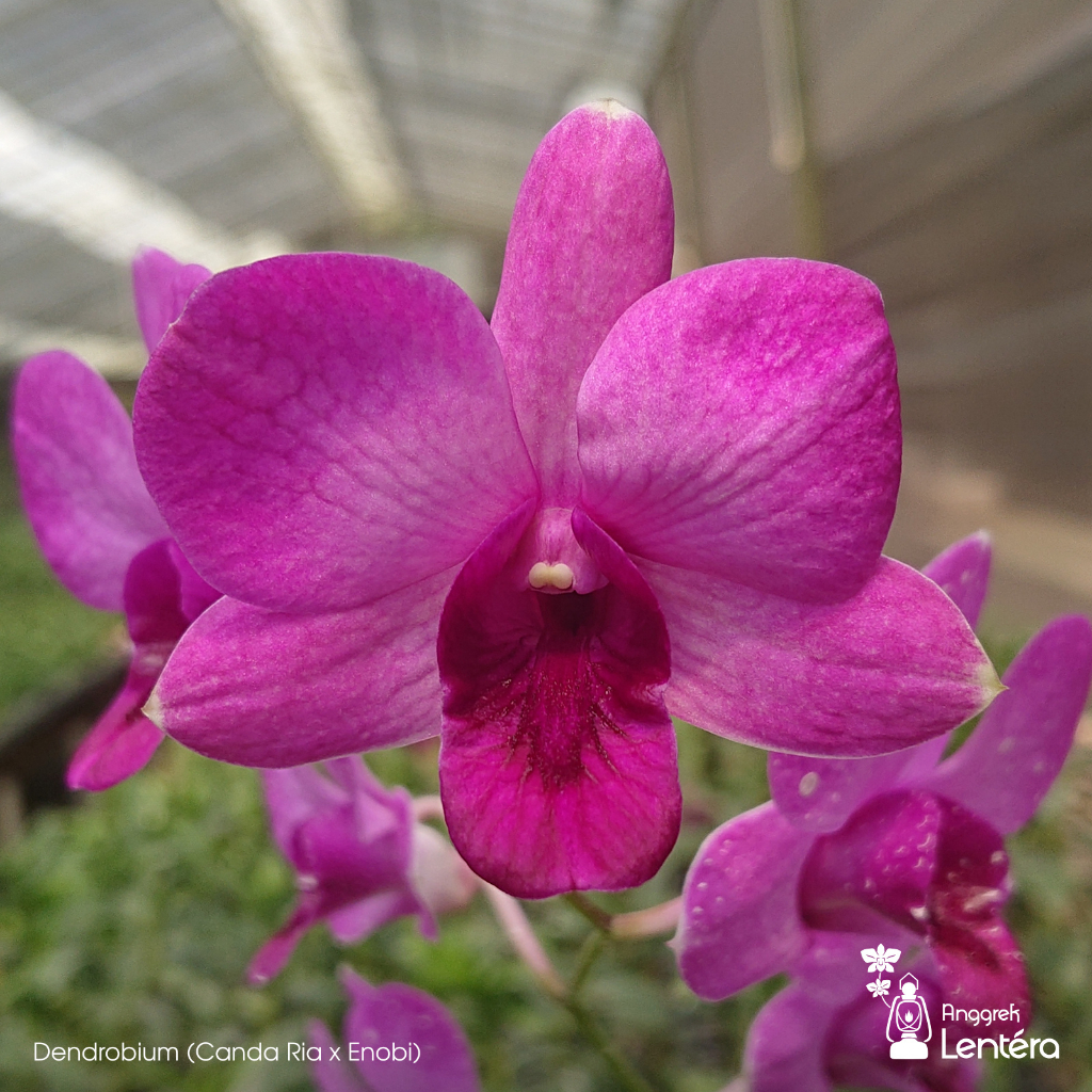 Dendrobium (Canda Ria x Enobi) Anggrek Dendro Bulat - Dewasa & Spike/knob/mekar