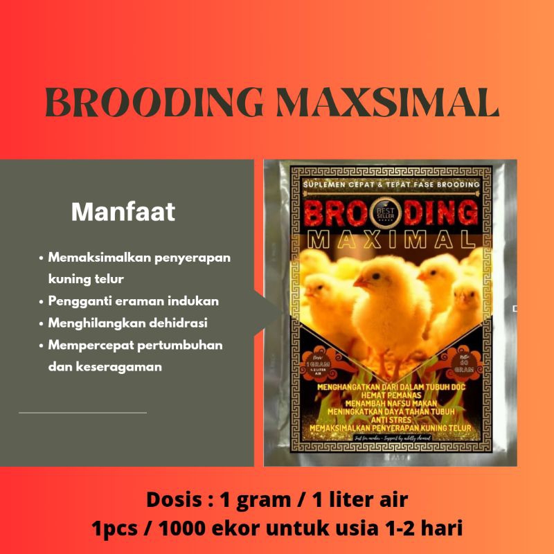 BROODING MAXIMAL - BROODING - FASE BROODING - AYAM BROILER - DOC