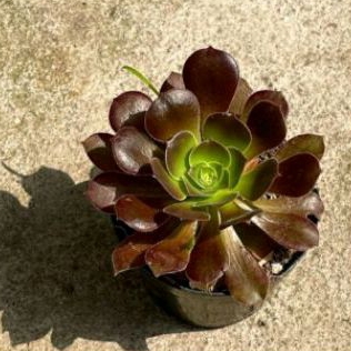 Sukulen Jumbo Aeonium Arboreum