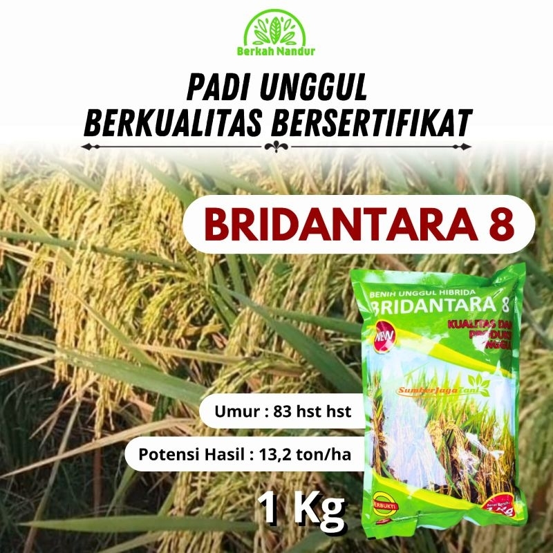 Benih Padi Hibrida Bridantara 8