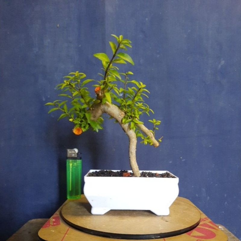 bonsai anput mikro nyentrik