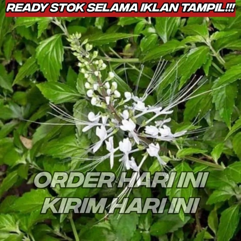 

Daun Kumis Kucing Segar 100 Gram Tanaman Obat Herbal Fresh Denpasar Bali (KHUSUS GOJEK)
