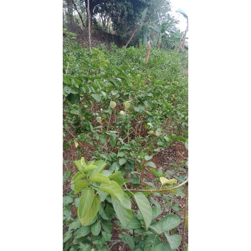 Adelonz Bahan Bonsai Sancang Ori Dongkelan Prokar Bonus Stekan