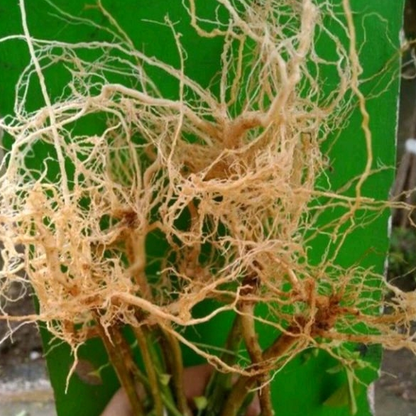 Tanaman Akar Kucing / Akar Catnip / Tanaman Catnip / Akar-akaran untuk Kucing