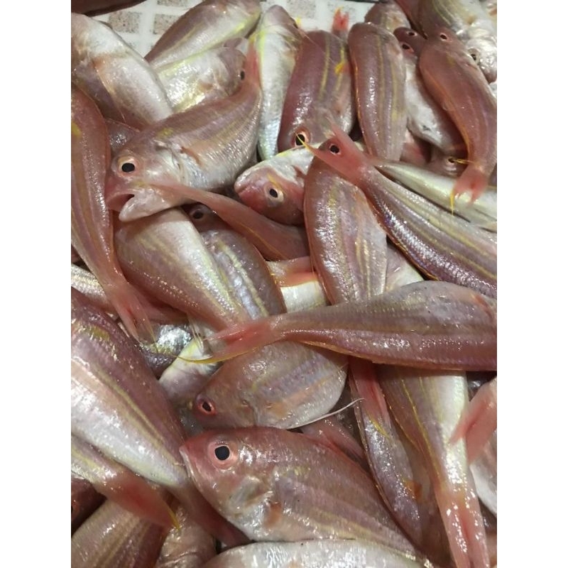 

IKAN KUNIRAN SEGAR 1KG FRESH FROZEN