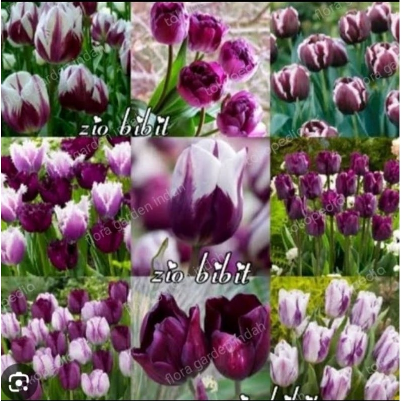 PROMO PAKET 10 UMBI TULIP IMPORT BUNGA WARNA WARNI
