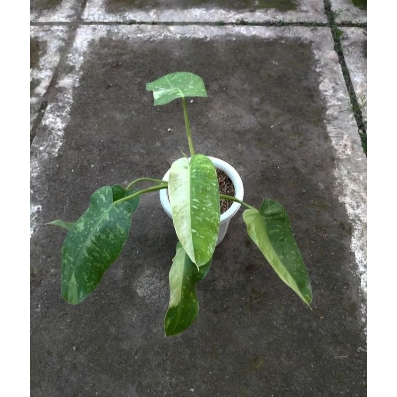 philodendron jose buono