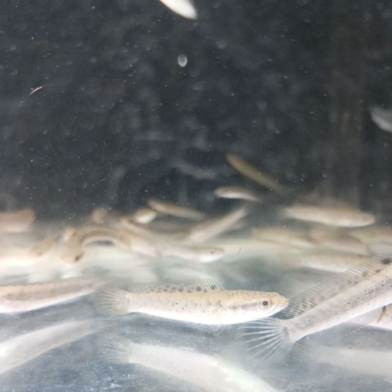 Blue Pulchra Kualitas Full yellow spot dan black dot