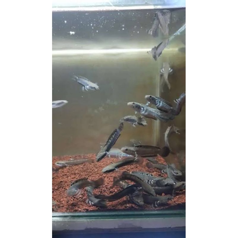 Cana pulcra premium 8cm