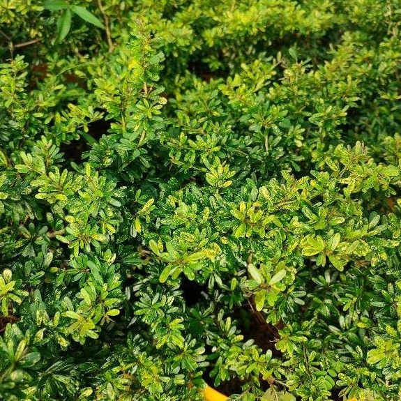 saeng simbur super micro Vietnam varigata golden bahan bonsai saeng simbur