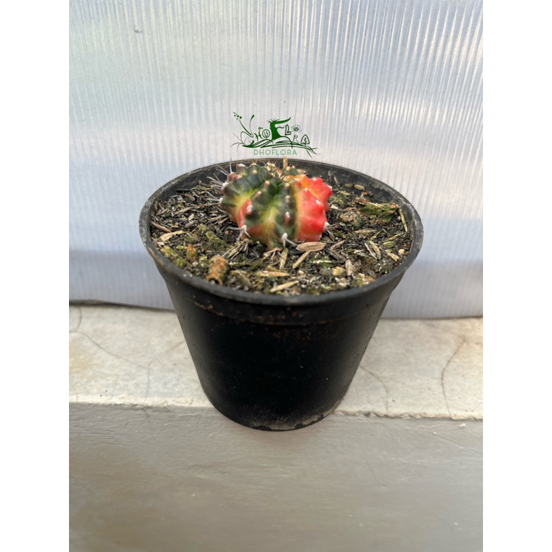 Kaktus Gymnocalycium hybrid ‘KKK atau K3’ potelan ownroot