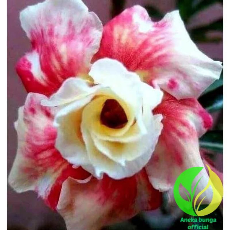 Tanaman hias bunga adenium tumpuk merah putih kombinasi / bunga Kamboja jepang tumpuk adenium