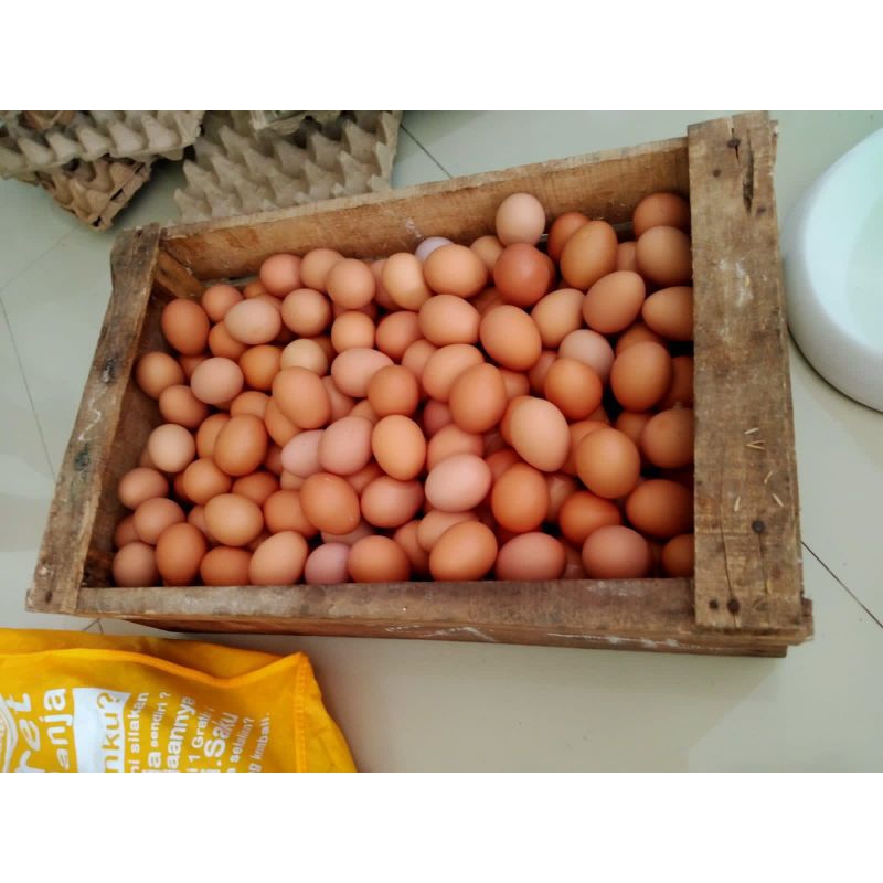 

Telor / Telur Ayam Negeri Fresh Segar per kg