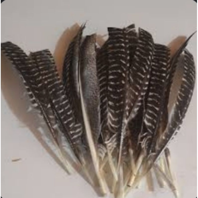 bulu ayam kalkun jumbo