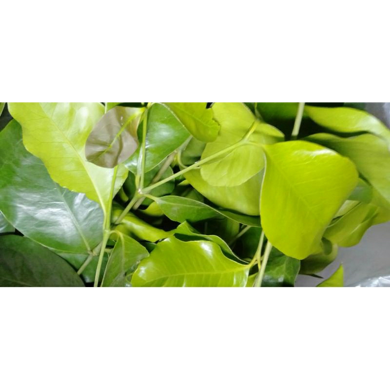 

DAUN ISO / TANGKIL / MELINJO / MLINJO / BELINJO / BLINJO