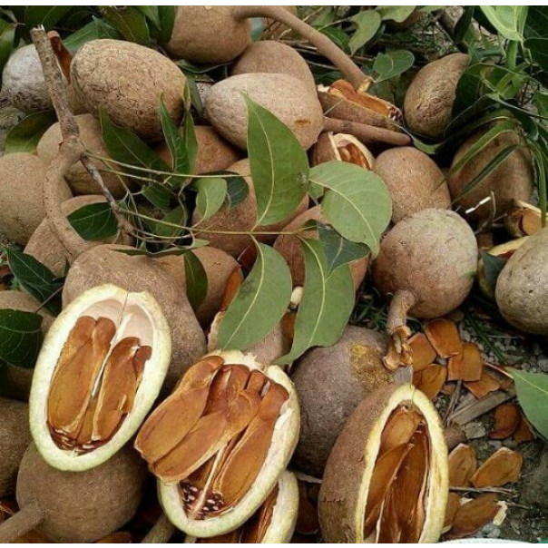 

BIJI TANAMAN POHON MAHONI 1kg 6BIJI BERKUALITAS