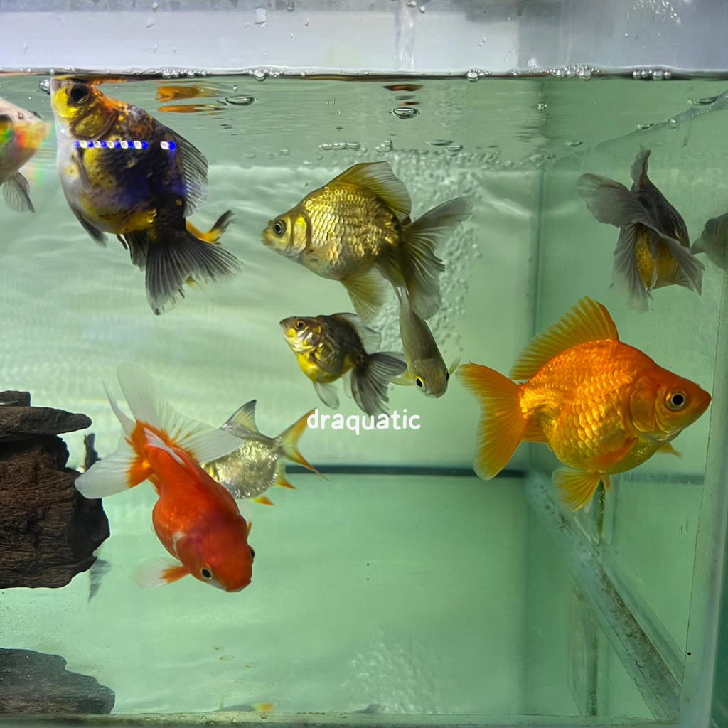 Ikan mas koki ryukin | ikan koki panda | ikan hias maskoki air tawar