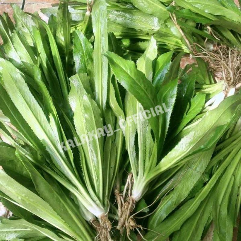 Tanaman Walang Sangit / Daun Walang Sangit Herbal / Media Umpan