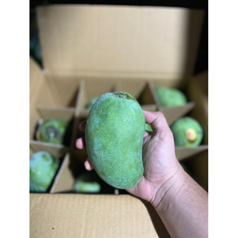 MANGGA ALPUKAT mangga avocado 5kg
