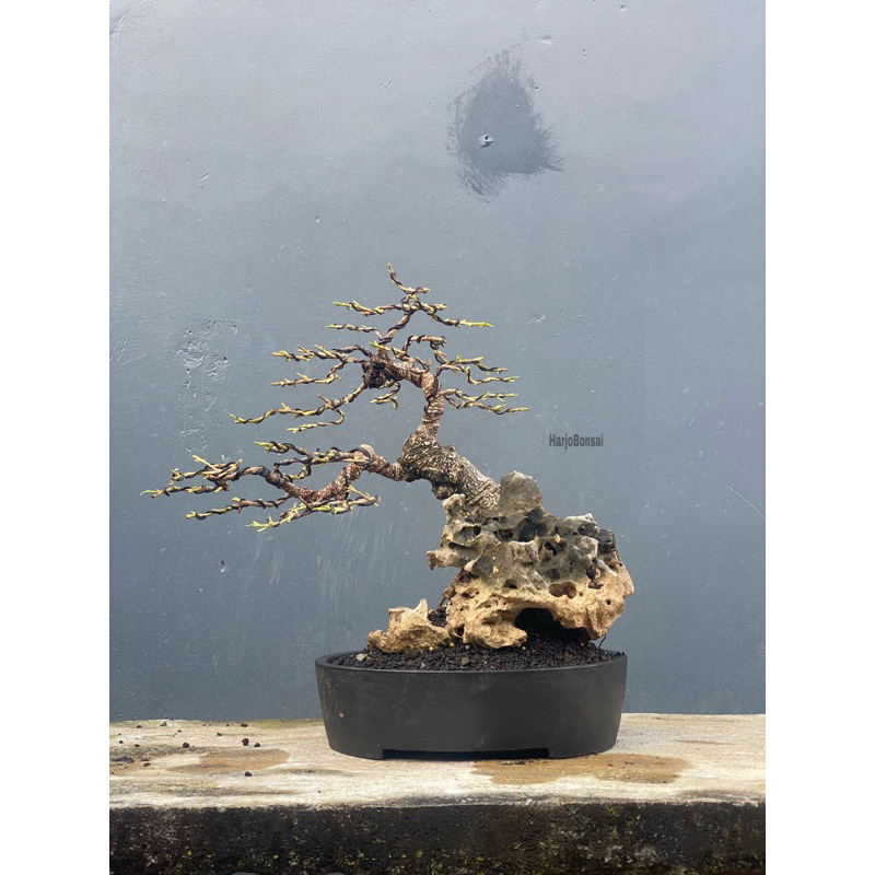 ficus kimeng on the rock