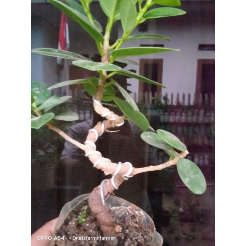 Bonsai Beringin dollar mame