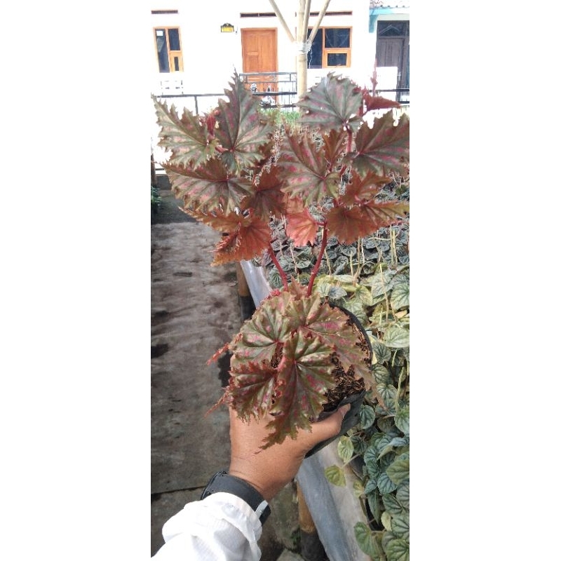 BEGONIA MACULATA BATANG MERAH POLKADOT