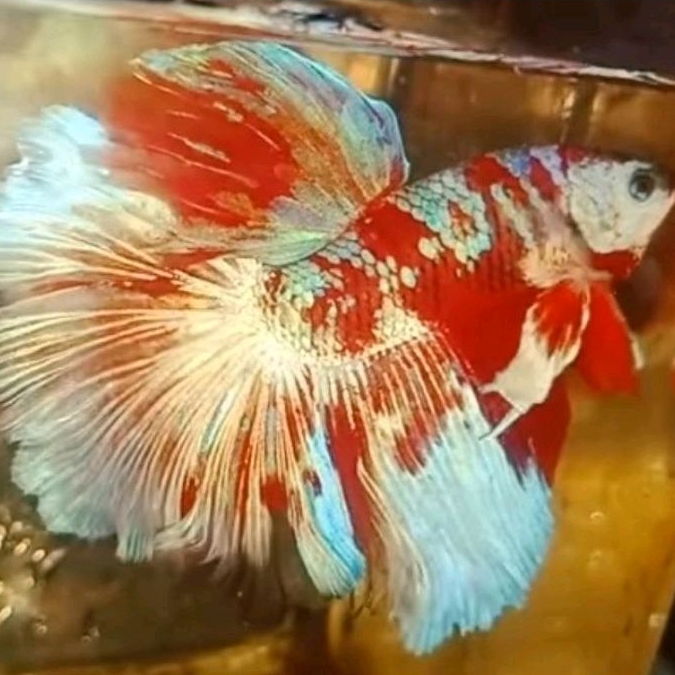 

makanan fish food barongsai HM