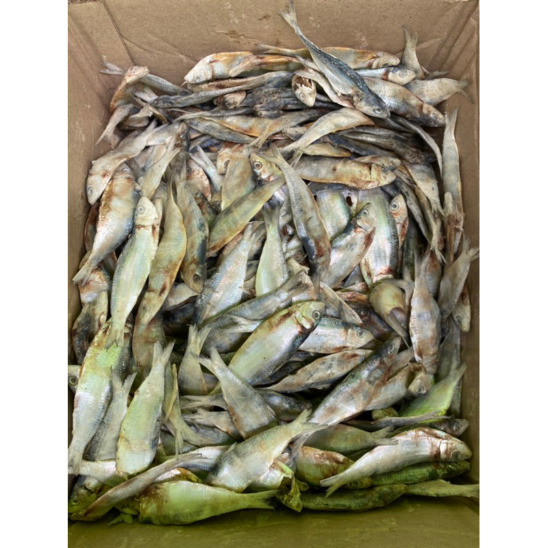 

ikan asin tembang/ tanjan 500gr-1kg