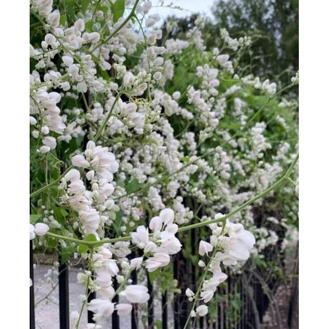 Tanaman Bunga Air Mata Pengantin Putih (AMP) Dewasa Rimbun