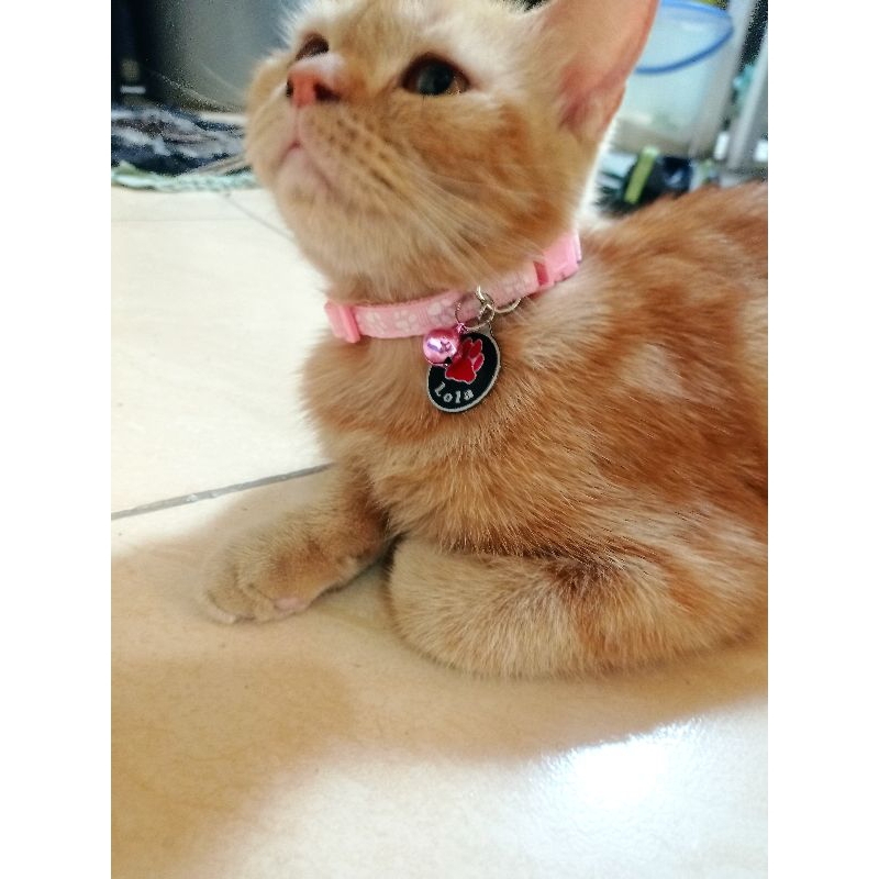 Kalung Kucing Nama / Custom Nama Kucing