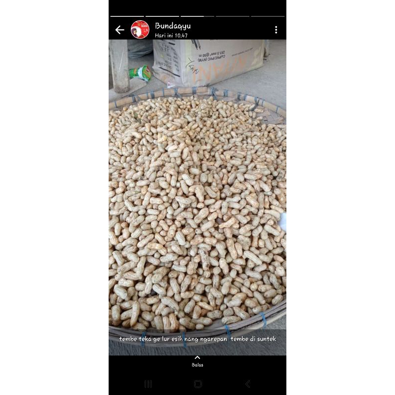

Kacang tanah jawa