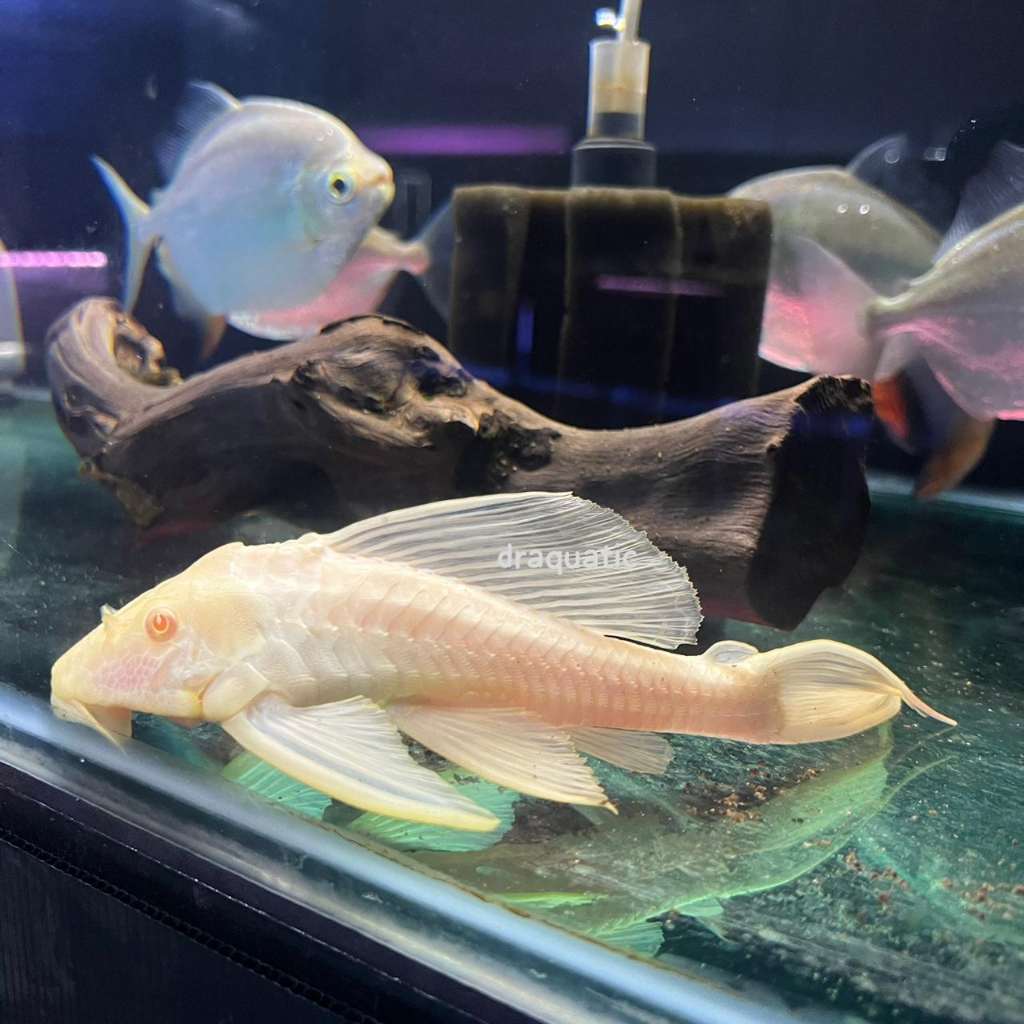 Ikan Hias pembersih Lumut pleco Gibbiceps Albino