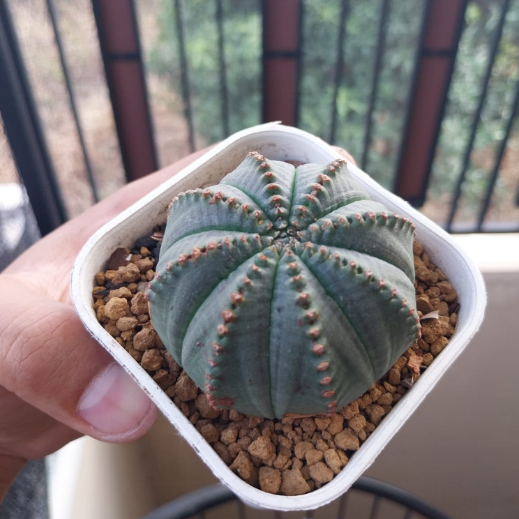 Kaktus Obesa Euphorbia Tanaman Hias Unik
