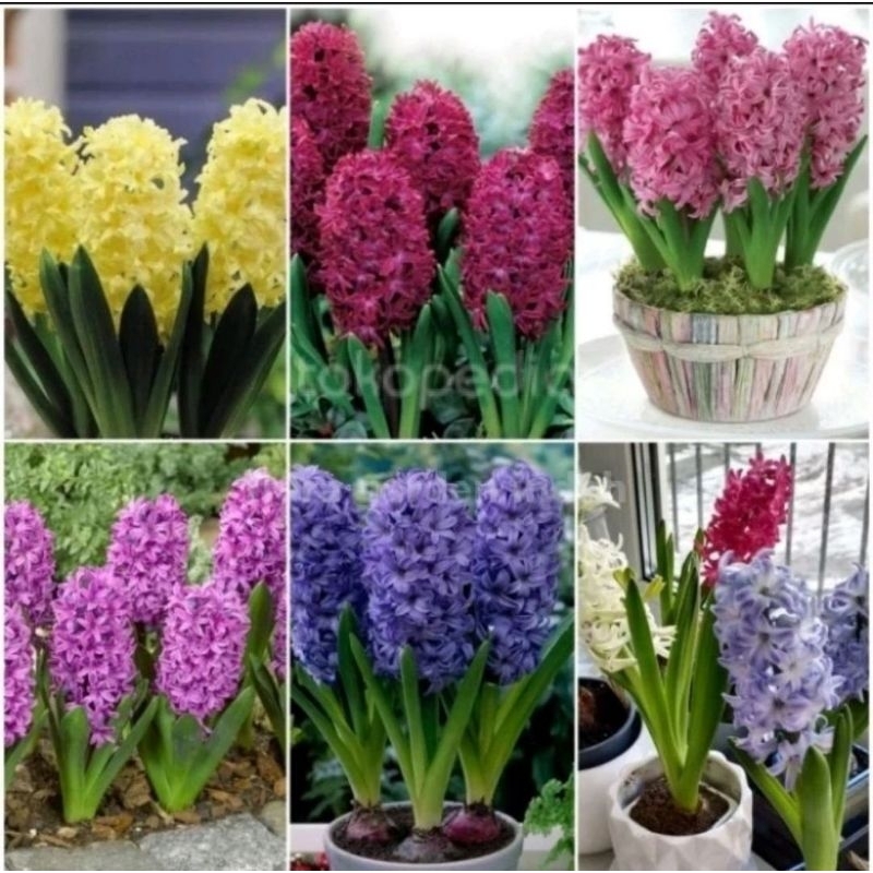 PROMO PAKET 6 BIBIT TANAMAN HIAS BAKUNG AMARILIS BUNGA WARNA WARNI - TANAMAN HIDUP